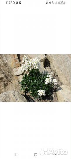 Садовые многолетки