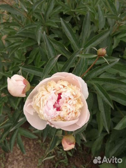 Цветы и кустарники