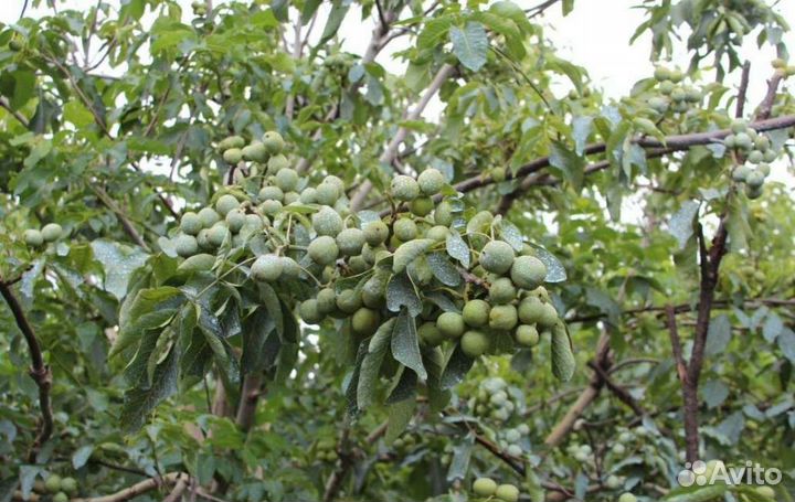 Грецкий орех