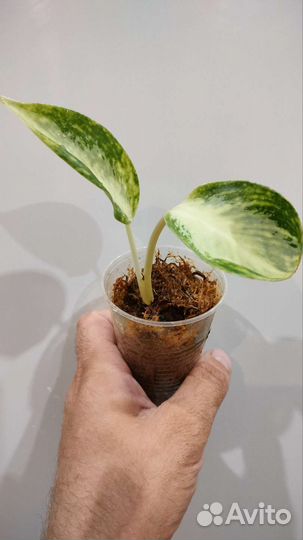 Аглаонемы и филодендроны