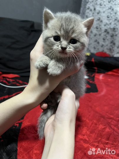 Шотландские котята