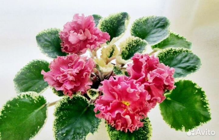 Фиалки (срезы)