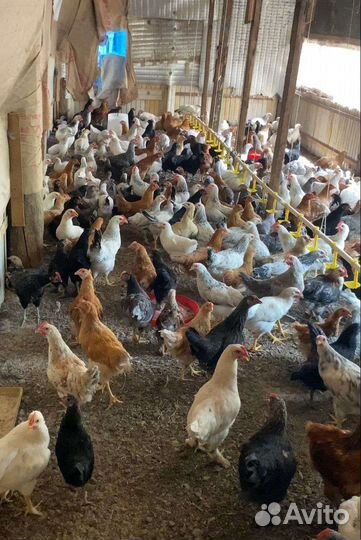 Цыплята молодки несушки серебристый