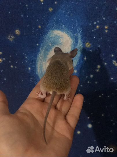 Мыши иглистые - Акомисы