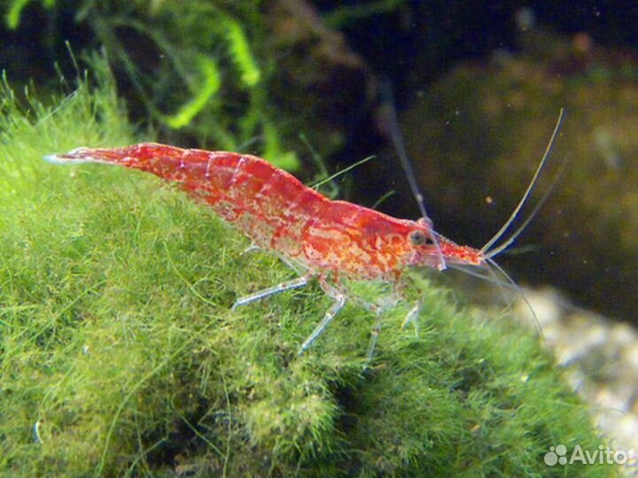 Аквариумные рыбки