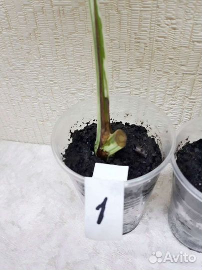 Монстера Альба