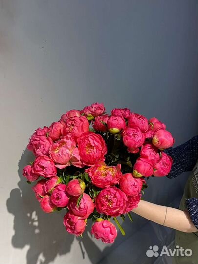 Пионы корал