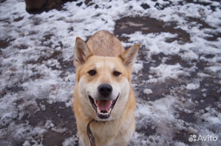 Собака Поля