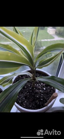 Пальма драцена