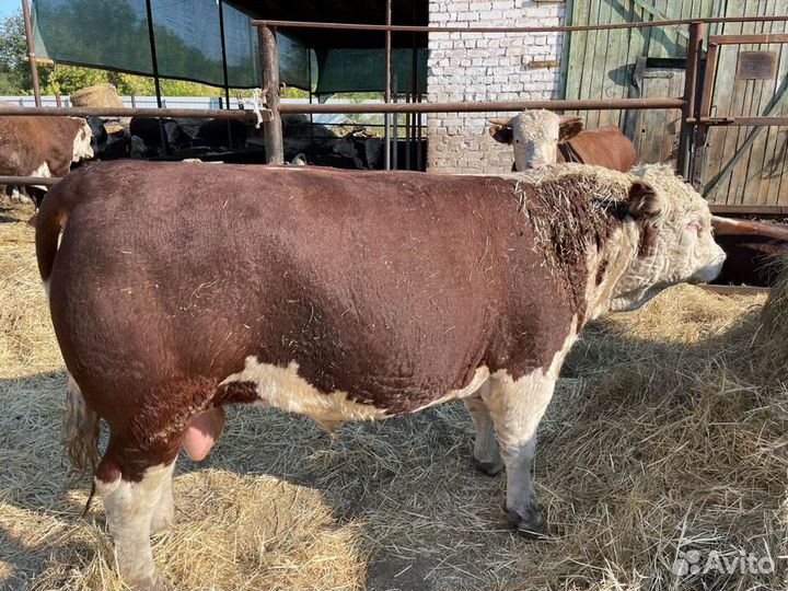 Быки герефорды на мясо 500+ кг