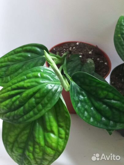 Эпипремнум карстениум Марбл Планет Монстера Перу