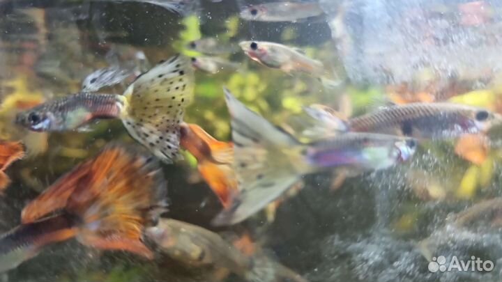 Аквариумные рыбки гуппи