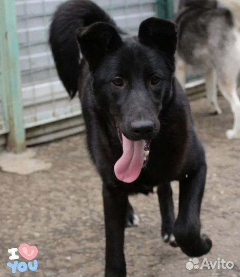 Щенок из приюта в добрые руки