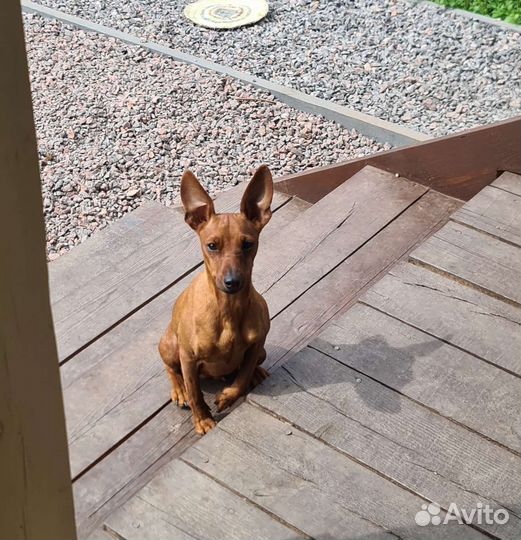 Цвергпинчер девочка