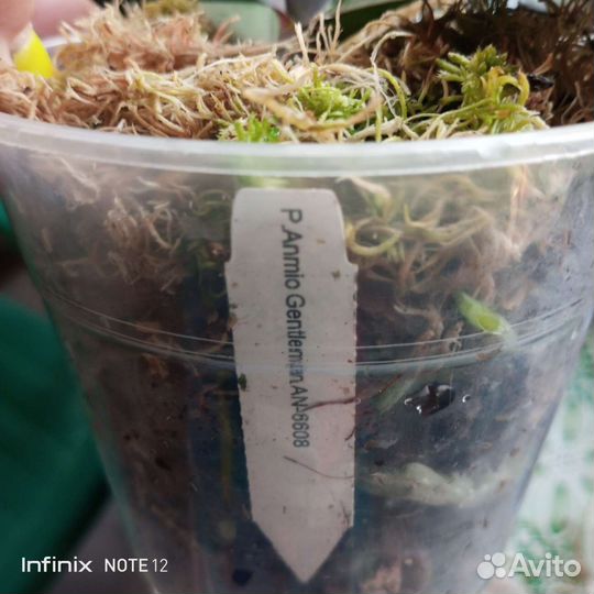 Орхидея фаленопсис бабочка