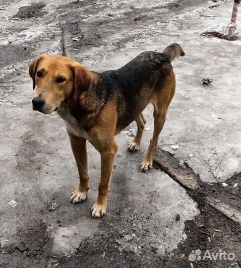 Собака ищет дом