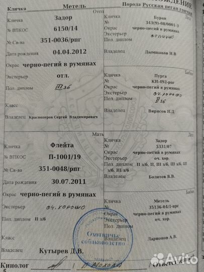 Русская пегая гончая