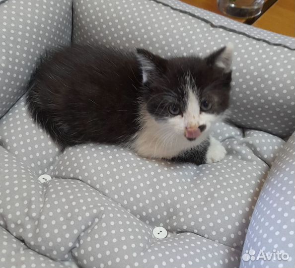 Кошка в дар