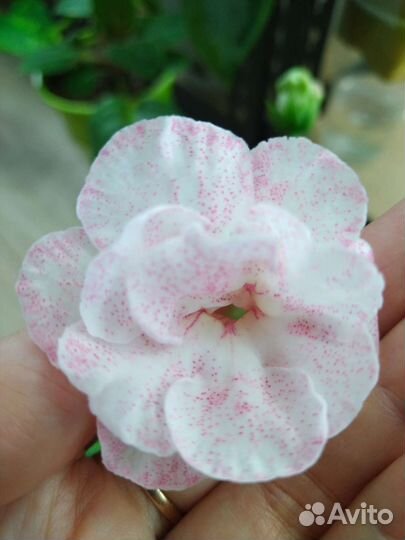 Глоксинии сортовые часть 1