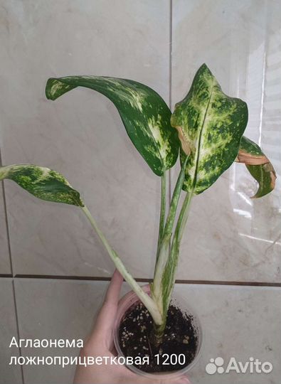 Аглаонема цена на фото