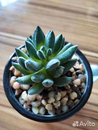 Декор суккулент в эмалированной кружке