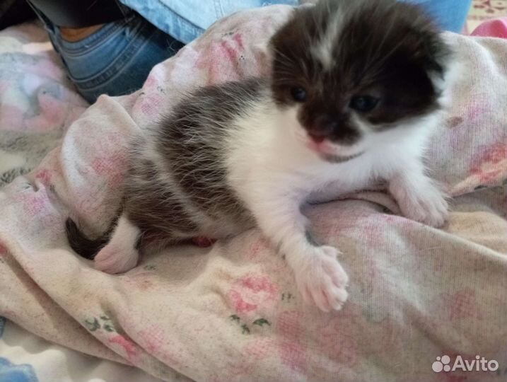 Маленький котёнок мальчик, от кошки мышеловки