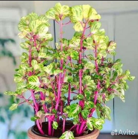 Вариегатные комнатные растения