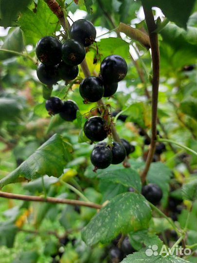Черная смородина свежая