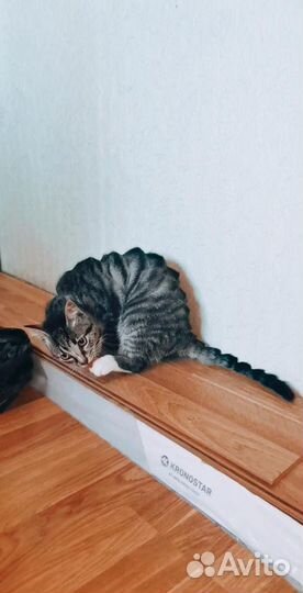 Стрижка домашних животных