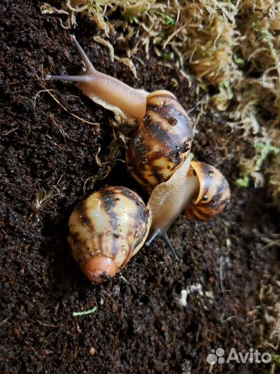 Улитки архахатины