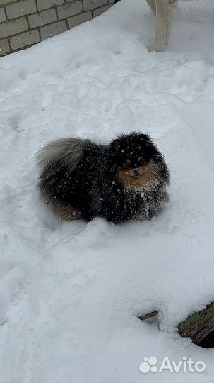 Шпиц вязка