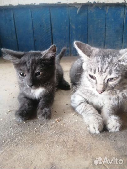 Кошки в добрые руки