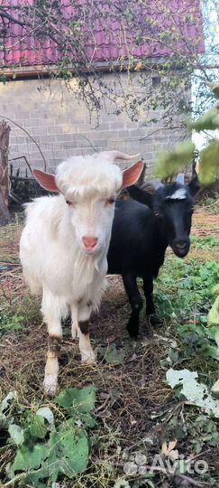 Козел и козочка январские от двух молочных коз