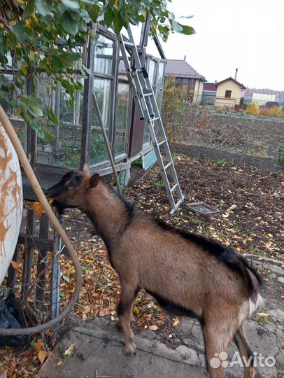 Чешский козел