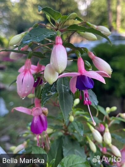 Фуксия сортовая (укорененные черенки) ч.2