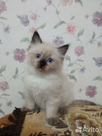 Котёнок породы 