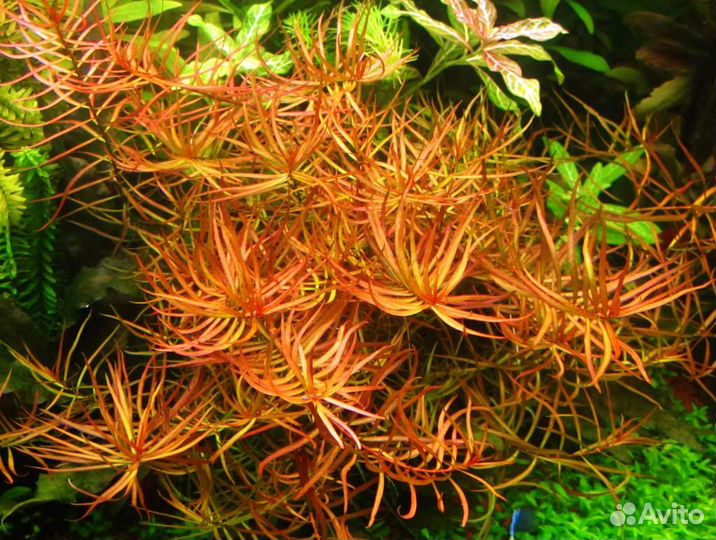 Неприхотливые аквариумные растения