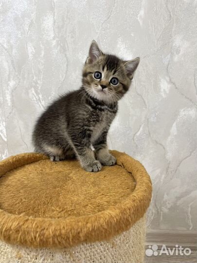 Шотландские вислоухие котята