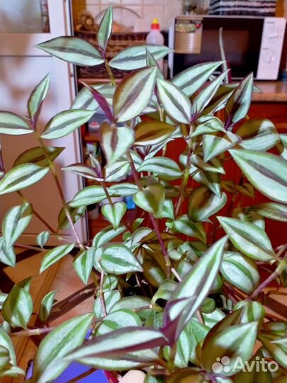 Традесканция зебрина