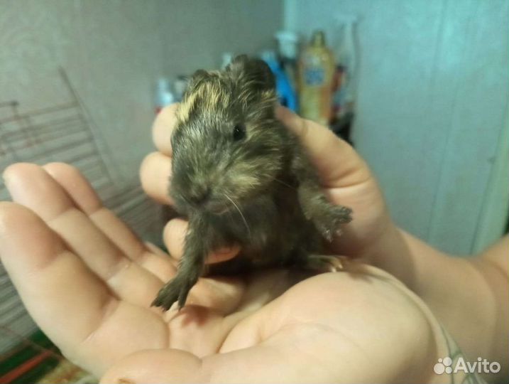 Морские свинки
