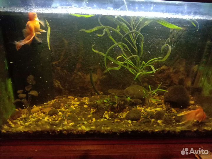 Аквариум, рыбки