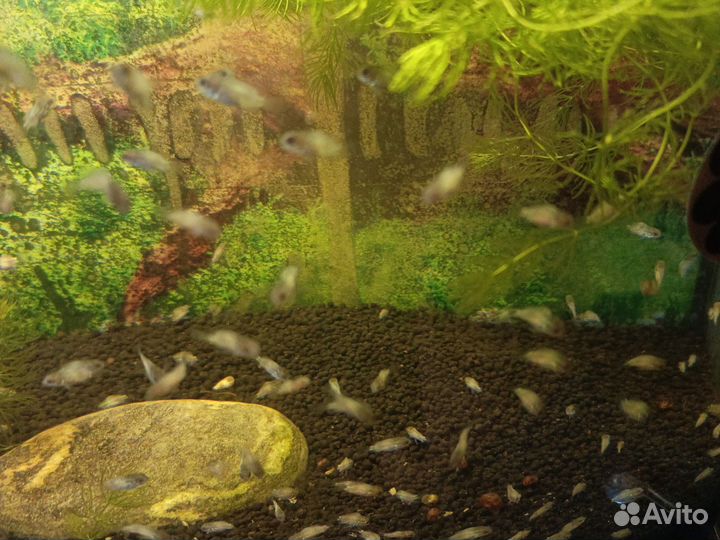 Аквариумные рыбки