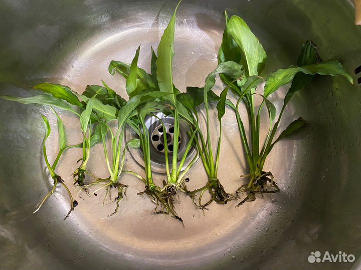 Спатифиллум