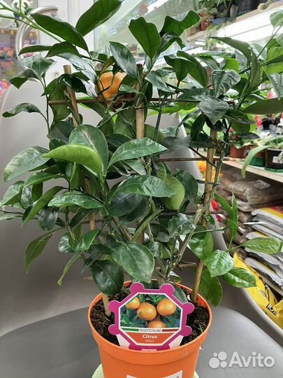 Цитрусовое растение