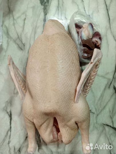 Тушки (мясо) гуся, индейки, куры, утки