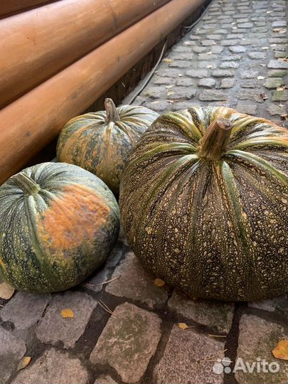 Тыква Голосеменная и Мускатная