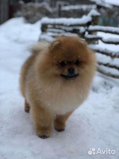 Померанский шпиц медвежьего типа вязка
