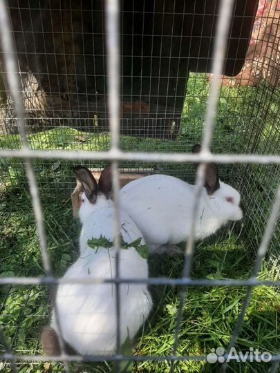 Кролики калифорния