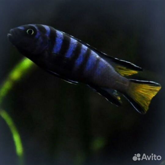 Псевдотрафеус Элангатаус Мпанга