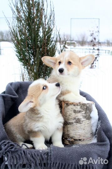 Вельш- корги пемброк